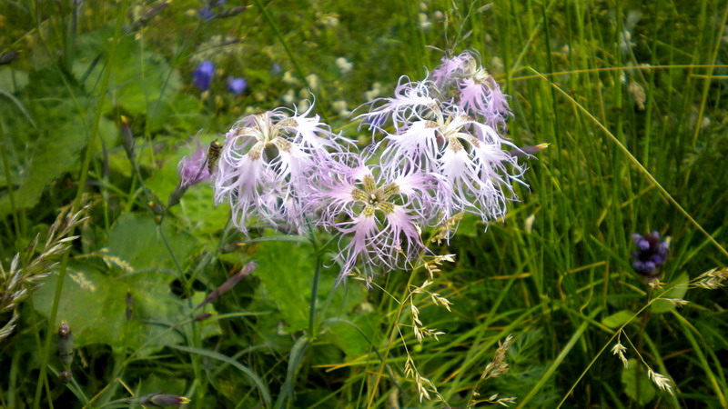 Dianthus superbus